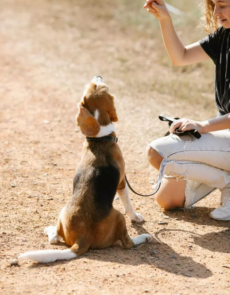 Pokemon Breeding Captions